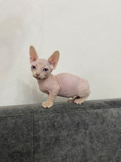 แมวสฟิงซ์ ชาย ขาสั้น ตาฟ้า 2 เดือน รูปที่ 3