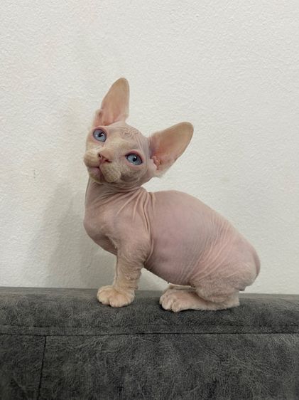 สฟิงซ์ (Sphynx) แมวสฟิงซ์ ชาย ขาสั้น ตาฟ้า 2 เดือน