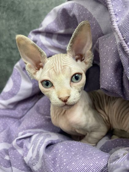 แมวสฟิงซ์ หญิง ตาเขียว ขายาว2เดือน รูปที่ 3