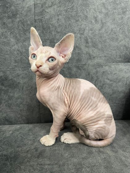 แมวสฟิงซ์ หญิง ตาเขียว ขายาว2เดือน รูปที่ 2
