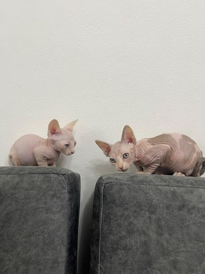 แมวสฟิงซ์ หญิง ตาเขียว ขายาว2เดือน รูปที่ 6