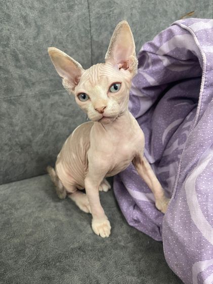 สฟิงซ์ (Sphynx) แมวสฟิงซ์ หญิง ตาเขียว ขายาว2เดือน