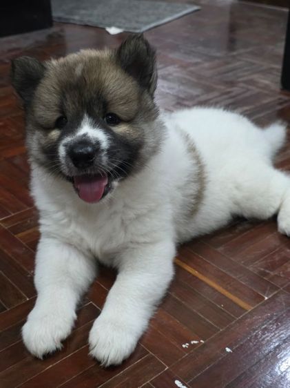 ลูกสุนัขบางแก้วเพศเมียหาบ้าน4599 รูปที่ 4