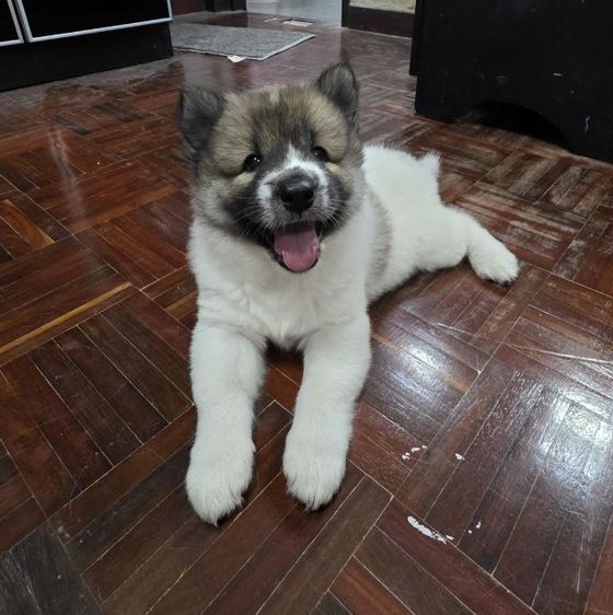 ลูกสุนัขบางแก้วเพศเมียหาบ้าน4599 รูปที่ 3