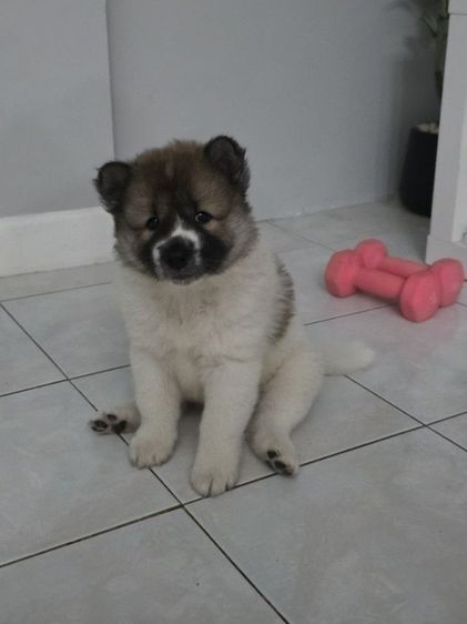 บางแก้ว (Thai Bangkaew Dog) กลาง ลูกสุนัขบางแก้วเพศเมียหาบ้าน4599