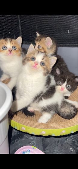 แมวสก็อตติช