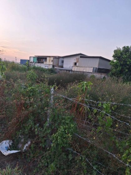 ขายที่ดินเปล่าถมแล้ว ติดถนนคอนกรีต คลองสี่ ลำลูกกา รูปที่ 3