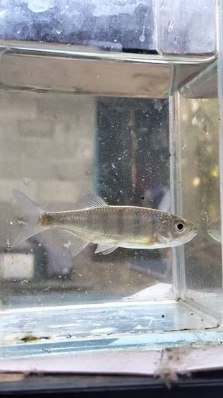 ปลาน้ำหมึกสาละวิน รูปที่ 2