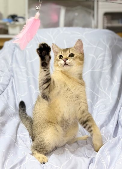 บริติชชายแบ่งเลี้ยง 5 เดือน