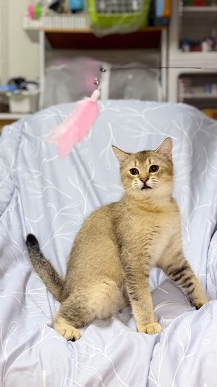 บริติชชายแบ่งเลี้ยง 5 เดือน รูปที่ 2