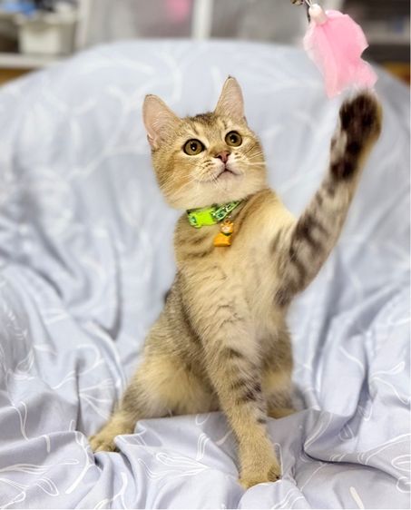 บริติชชายแบ่งเลี้ยง 5 เดือน