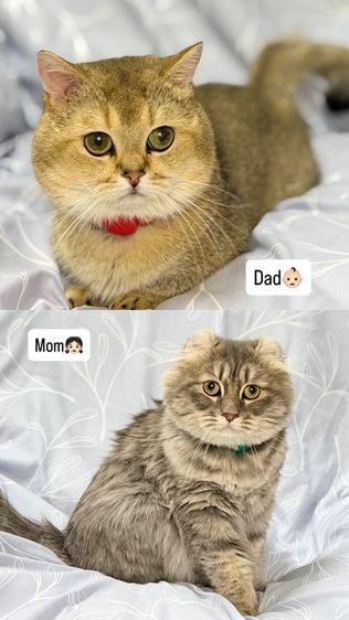 อเมริกันเคิร์ลชาย แบ่งเลี้ยง 5 เดือน รูปที่ 4