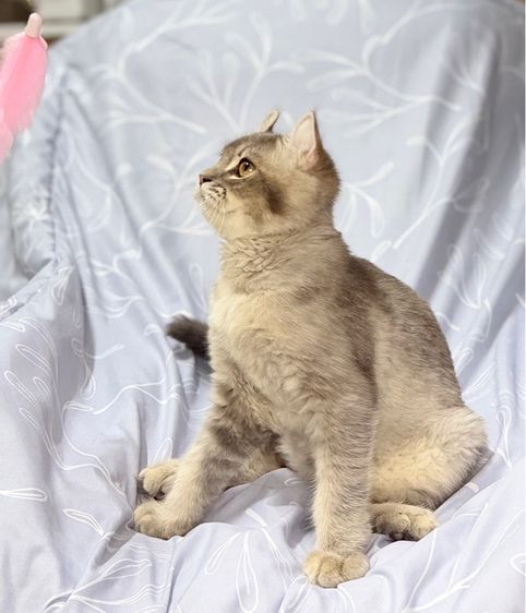 อเมริกันเคิร์ลชาย แบ่งเลี้ยง 5 เดือน รูปที่ 3