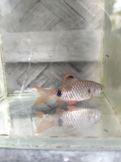 ปลามะไฟ รูปที่ 6