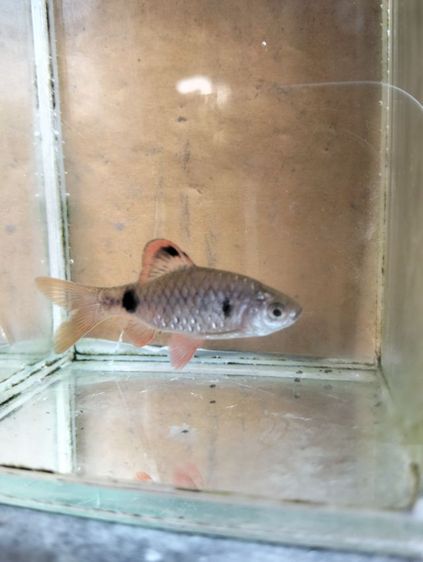 อื่นๆ ปลามะไฟ