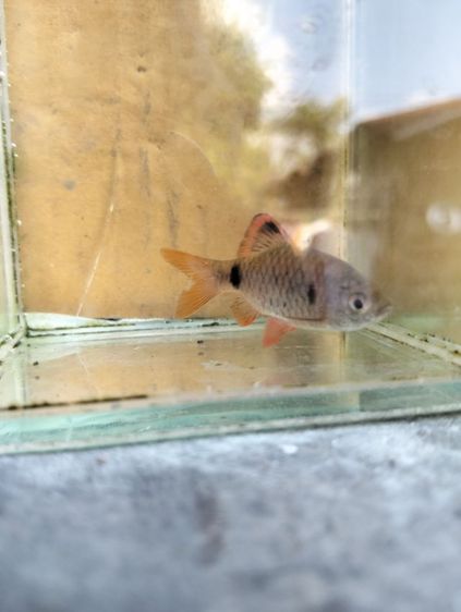 ปลามะไฟ รูปที่ 2