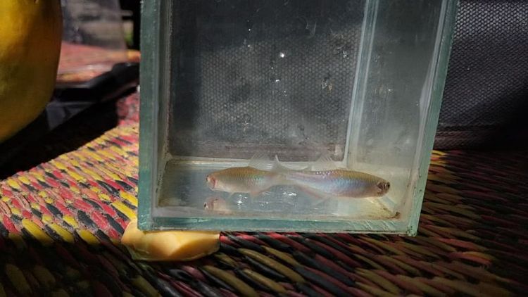 ปลาซิวใบไผ่สีกุหลาบ รูปที่ 2