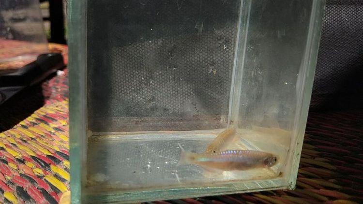 ปลาซิวใบไผ่สีกุหลาบ รูปที่ 5