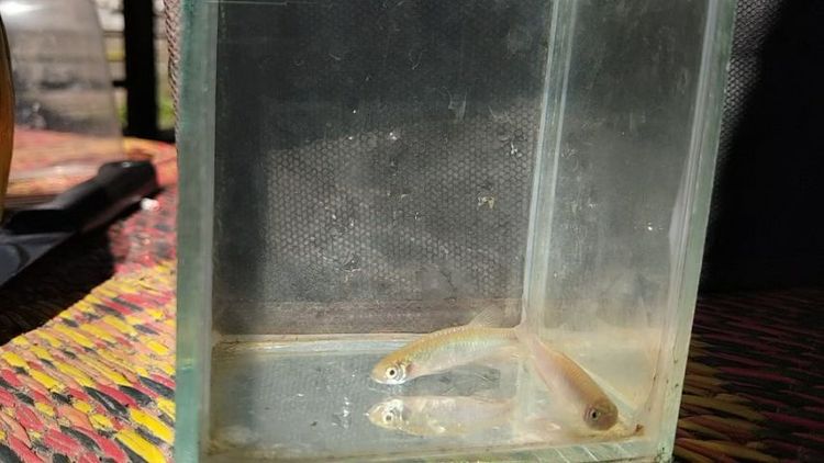 อื่นๆ ปลาซิวใบไผ่สีกุหลาบ