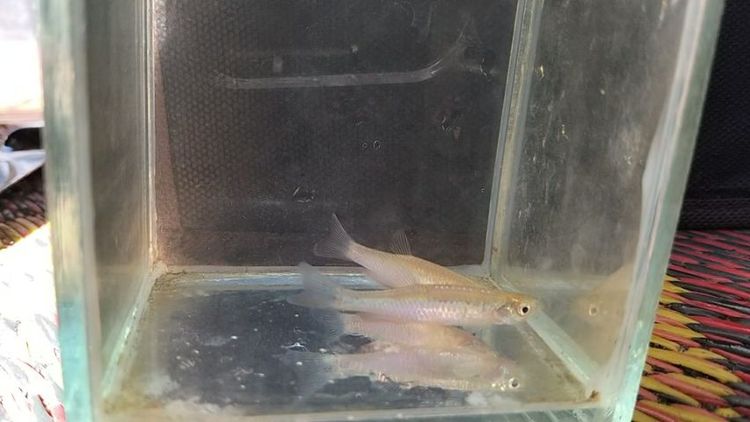 ปลาซิวใบไผ่สีกุหลาบ รูปที่ 4