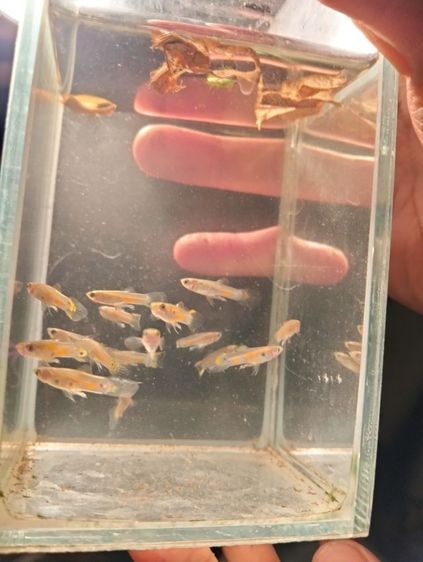 ปลาหางนกยูงป่าไทย รูปที่ 3