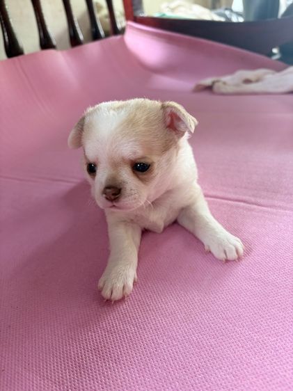 ลูกสุนัข ชิวาว่า เพศผู้ อายุ 45วัน ขนสั้น พันธ์เล็ก รูปที่ 9