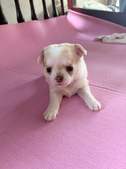 ลูกสุนัข ชิวาว่า เพศผู้ อายุ 45วัน ขนสั้น พันธ์เล็ก รูปที่ 8