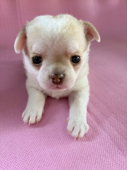 ลูกสุนัข ชิวาว่า เพศผู้ อายุ 45วัน ขนสั้น พันธ์เล็ก รูปที่ 11