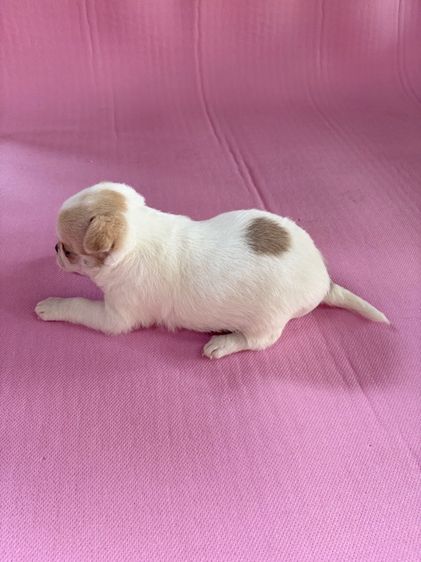 ลูกสุนัข ชิวาว่า เพศผู้ อายุ 45วัน ขนสั้น พันธ์เล็ก รูปที่ 4