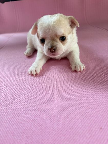 ลูกสุนัข ชิวาว่า เพศผู้ อายุ 45วัน ขนสั้น พันธ์เล็ก รูปที่ 2