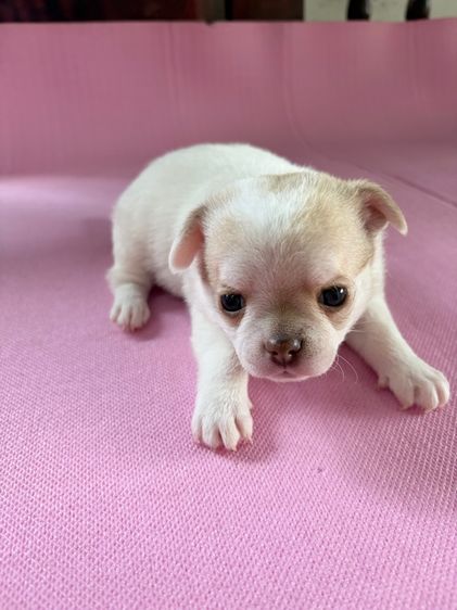 ลูกสุนัข ชิวาว่า เพศผู้ อายุ 45วัน ขนสั้น พันธ์เล็ก