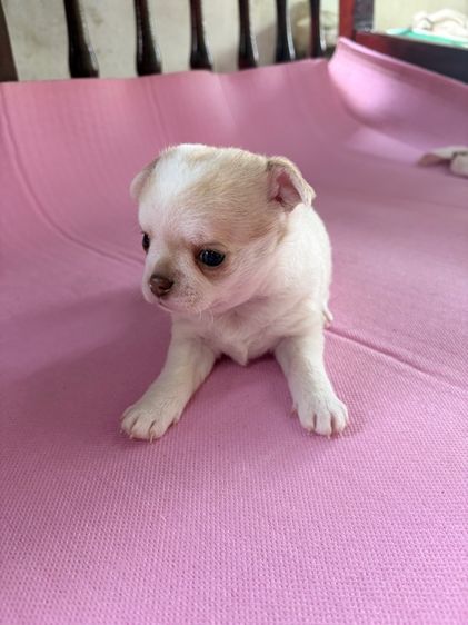 ลูกสุนัข ชิวาว่า เพศผู้ อายุ 45วัน ขนสั้น พันธ์เล็ก รูปที่ 7