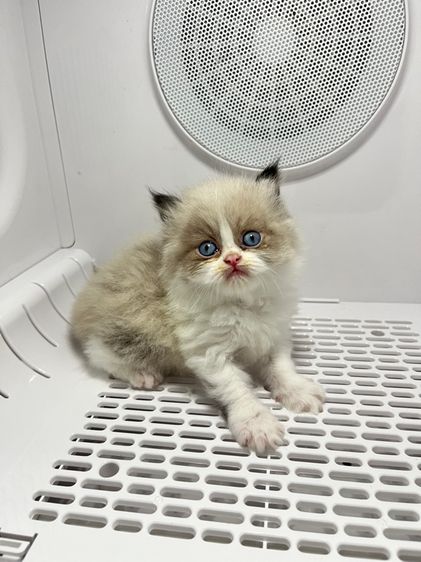 เปอร์เซีย