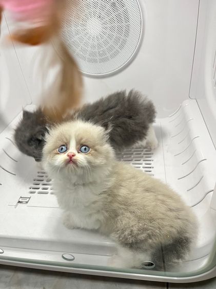 เปอร์เซีย รูปที่ 3