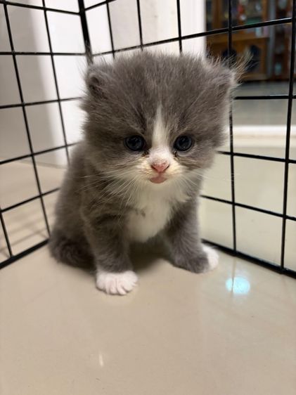 แมวมันช์กิ้นขาปกติเกิดวันวาเลนไทน์14 ก พ69 รูปที่ 4