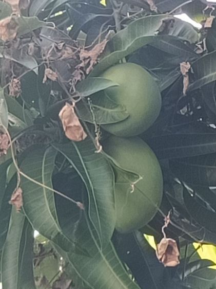 ขายต้นมะม่วงปลูกด้วยเม็ดอายุ 12 ปี
ในกระถาง เจ้าของขายเอง รูปที่ 4