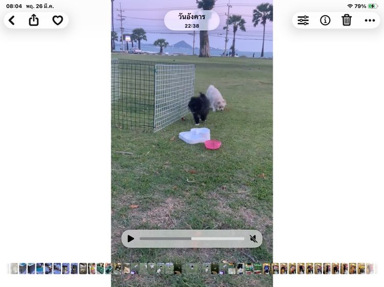 สุนัขพันธุ์ รูปที่ 5