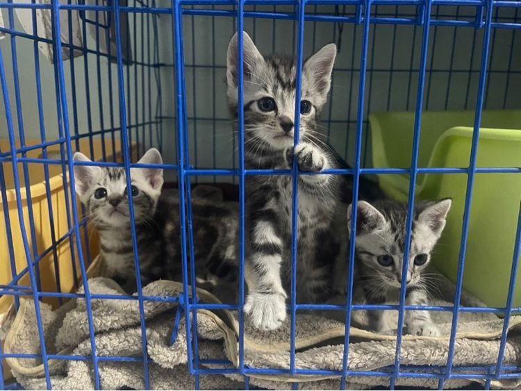 📌น้องมีบ้านครบแล้ว ลูกแมวอเมริกันชอตแฮร์แท้ตัวเมีย2ผู้1 1เดือนครึ่ง เกิด14กุมภา พร้อมย้ายบ้าน14เมษาคะพร้อมฉีด วัคซีน พร้อมสมุดตรวจสุขภาพ รูปที่ 6