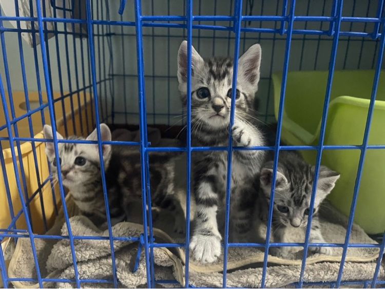 📌น้องมีบ้านครบแล้ว ลูกแมวอเมริกันชอตแฮร์แท้ตัวเมีย2ผู้1 1เดือนครึ่ง เกิด14กุมภา พร้อมย้ายบ้าน14เมษาคะพร้อมฉีด วัคซีน พร้อมสมุดตรวจสุขภาพ รูปที่ 5