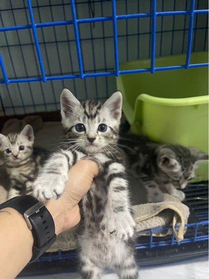 อเมริกัน ชอร์ตแฮร์ (American Shorthair) 📍น้องมีบ้านครบแล้ว ลูกแมวอเมริกันชอตแฮร์แท้ตัวเมีย2ผู้1 1เดือนครึ่ง เกิด14กุมภา พร้อมย้ายบ้าน14เมษาคะพร้อมฉีด วัคซีน พร้อมสมุดตรวจสุขภาพ