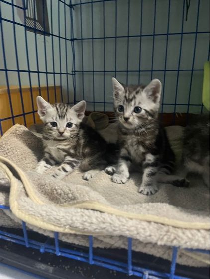 📍น้องมีบ้านครบแล้ว ลูกแมวอเมริกันชอตแฮร์แท้ตัวเมีย2ผู้1 1เดือนครึ่ง เกิด14กุมภา พร้อมย้ายบ้าน14เมษาคะพร้อมฉีด วัคซีน พร้อมสมุดตรวจสุขภาพ รูปที่ 7