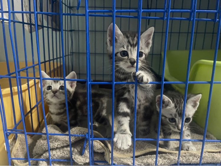 📍น้องมีบ้านครบแล้ว ลูกแมวอเมริกันชอตแฮร์แท้ตัวเมีย2ผู้1 1เดือนครึ่ง เกิด14กุมภา พร้อมย้ายบ้าน14เมษาคะพร้อมฉีด วัคซีน พร้อมสมุดตรวจสุขภาพ รูปที่ 5