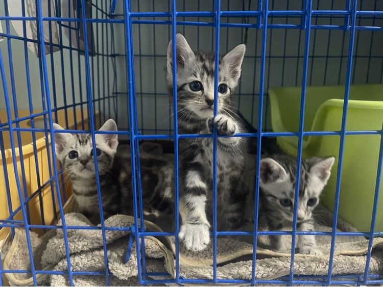 📍น้องมีบ้านครบแล้ว ลูกแมวอเมริกันชอตแฮร์แท้ตัวเมีย2ผู้1 1เดือนครึ่ง เกิด14กุมภา พร้อมย้ายบ้าน14เมษาคะพร้อมฉีด วัคซีน พร้อมสมุดตรวจสุขภาพ รูปที่ 6