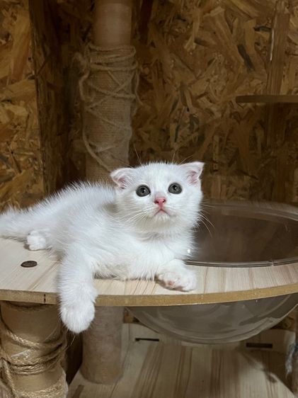 สก็อตติช โฟลด์ (Scottish Fold) หาบ้านน้องแมวสก็อตติช 4000