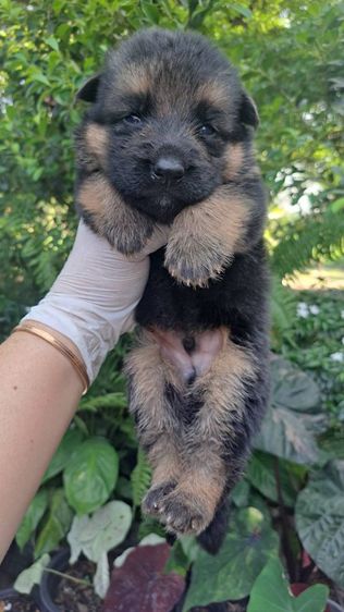 เยอรมันเชพเพิร์ด (German Shepherd) ใหญ่ (มีใบเพ็ด) เปิดจองลูกสุนัขเยอรมันเชพเพิร์ดแท้