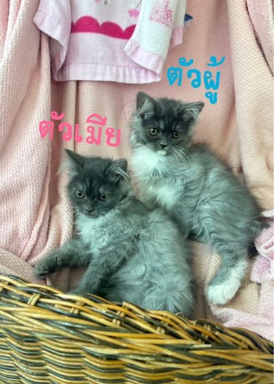 อื่นๆ ลูกแมว