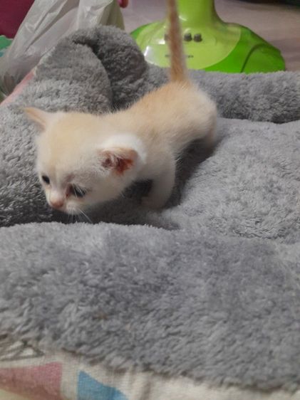 ค่วน  ลูกแนวสวยๆๆครับท่านใดสนใจโทรมานะครับราคาเบาๆๆเริ่มต้น1000 ------4500 รูปที่ 18