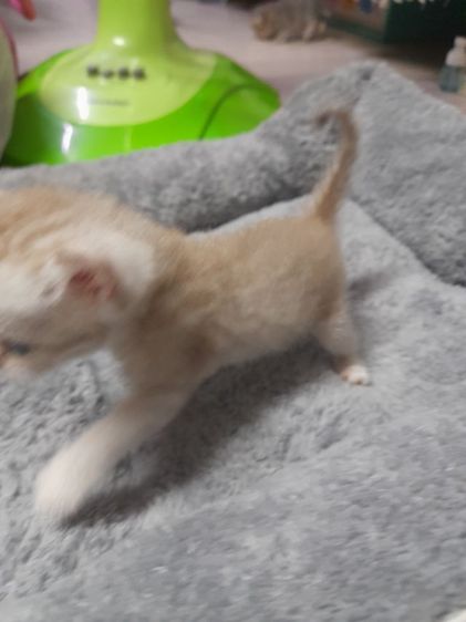 ค่วน  ลูกแนวสวยๆๆครับท่านใดสนใจโทรมานะครับราคาเบาๆๆเริ่มต้น1000 ------4500 รูปที่ 13