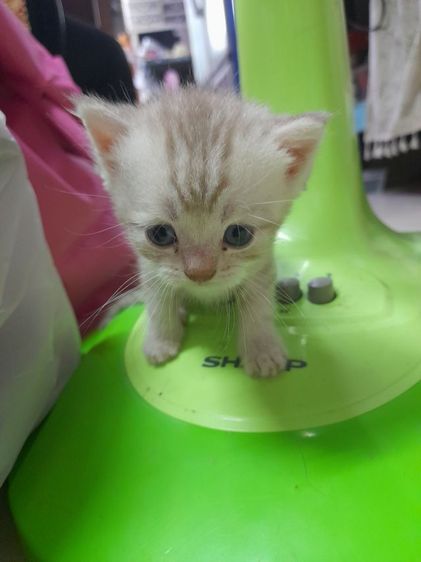 ค่วน  ลูกแนวสวยๆๆครับท่านใดสนใจโทรมานะครับราคาเบาๆๆเริ่มต้น1000 ------4500 รูปที่ 12