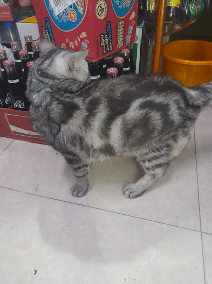 ค่วน  ลูกแนวสวยๆๆครับท่านใดสนใจโทรมานะครับราคาเบาๆๆเริ่มต้น1000 ------4500 รูปที่ 17